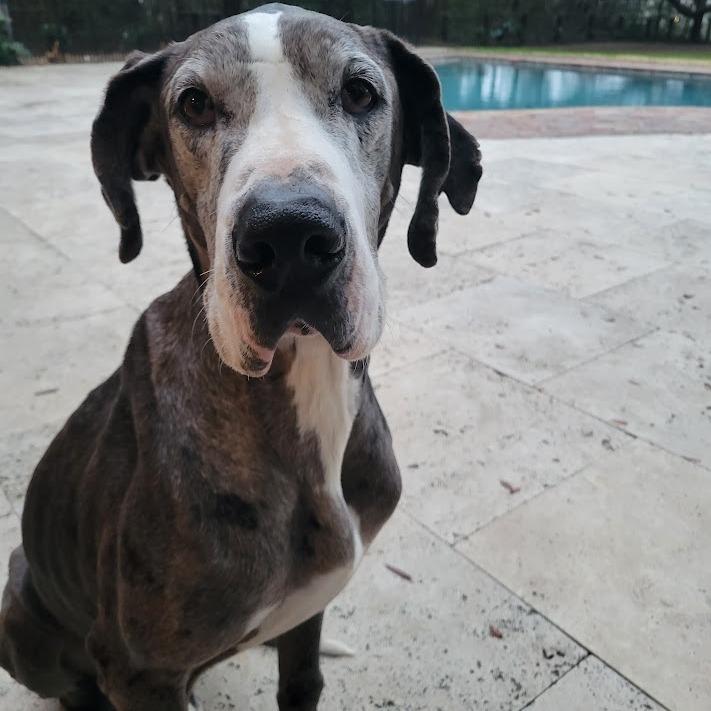 Enlarge Samson, a Adoptable Great Dane in North Charleston, SC image 2/6