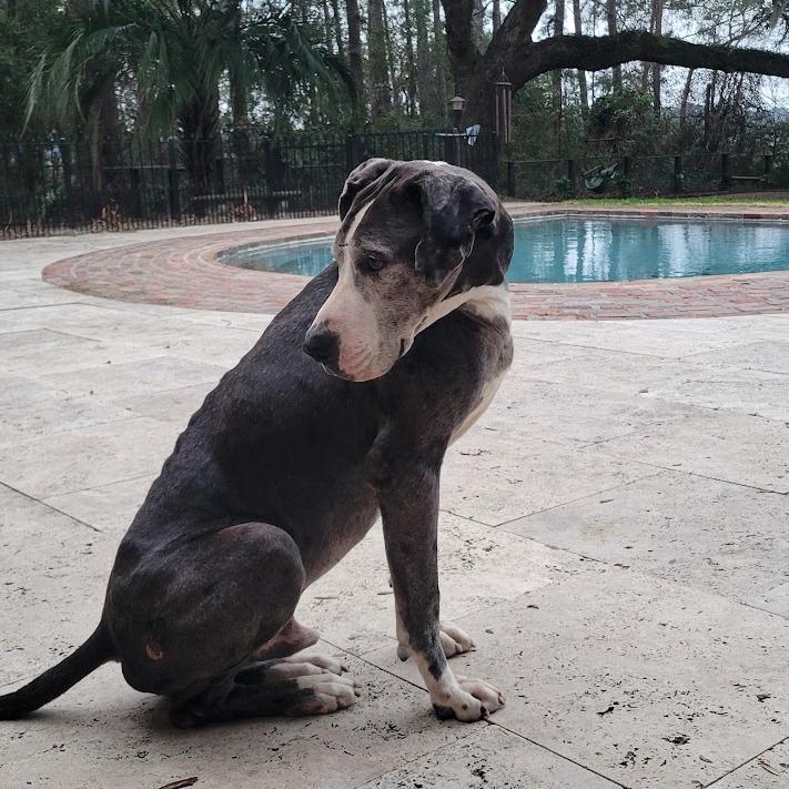 Enlarge Samson, a Adoptable Great Dane in North Charleston, SC image 3/6
