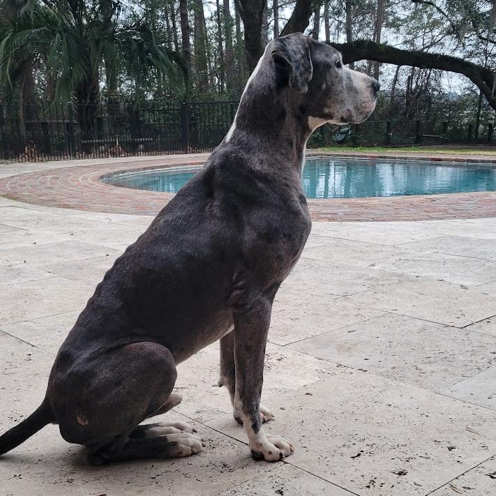 Enlarge Samson, a Adoptable Great Dane in North Charleston, SC image 4/6