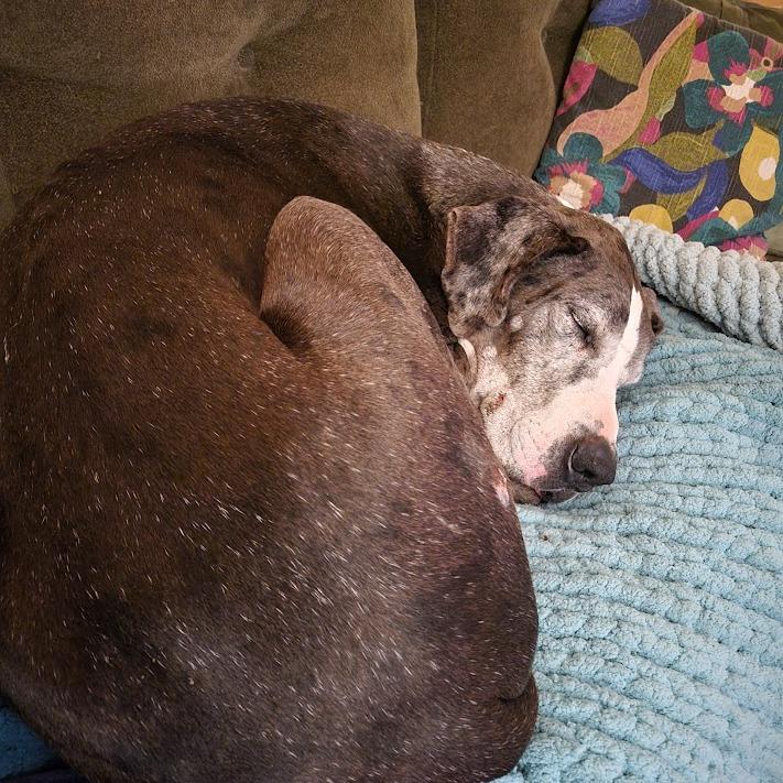 Enlarge Samson, a Adoptable Great Dane in North Charleston, SC image 5/6