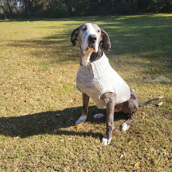 Enlarge Samson, a Adoptable Great Dane in North Charleston, SC image 6/6