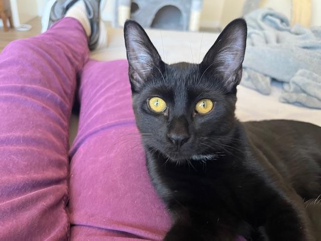 Enlarge Waytt my Handsome Huge Eared Panther, a ADOPTABLE Tabby in Eagle Point, OR image 3/6