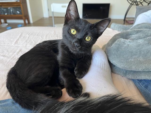 Enlarge Waytt my Handsome Huge Eared Panther, a ADOPTABLE Tabby in Eagle Point, OR image 2/6