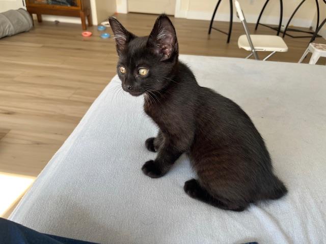 My Handsome Huge Eared Panther, a ADOPTABLE Tabby in Eagle Point, OR image 2/5