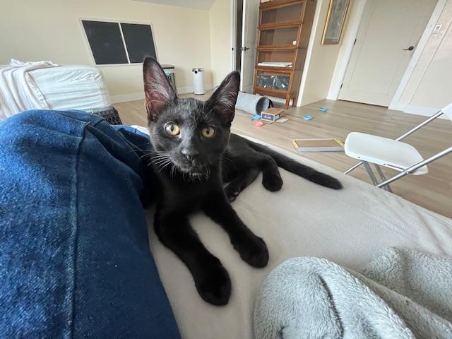 My Handsome Huge Eared Panther, a ADOPTABLE Tabby in Eagle Point, OR image 4/5