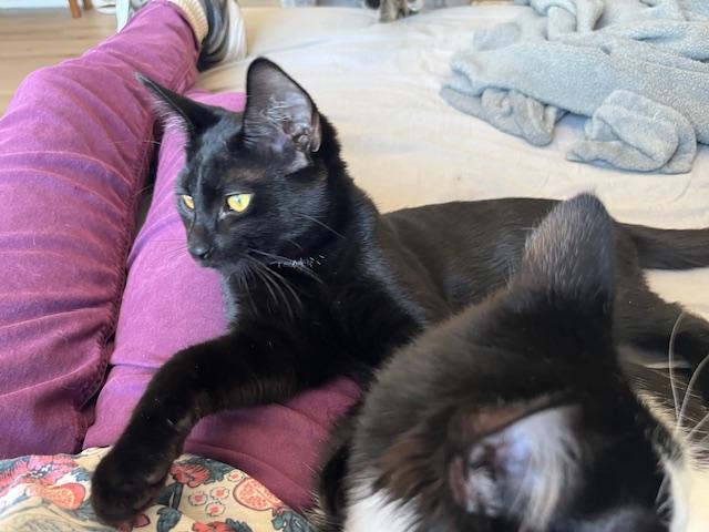 Enlarge Waytt my Handsome Huge Eared Panther, a ADOPTABLE Tabby in Eagle Point, OR image 5/6