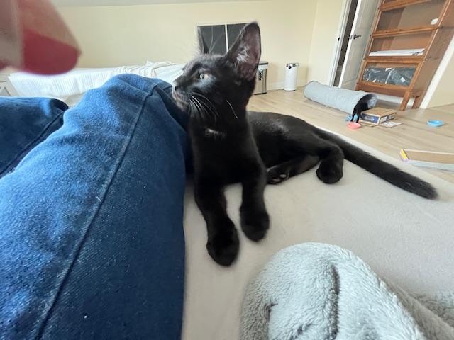 My Handsome Huge Eared Panther, a ADOPTABLE Tabby in Eagle Point, OR image 5/5