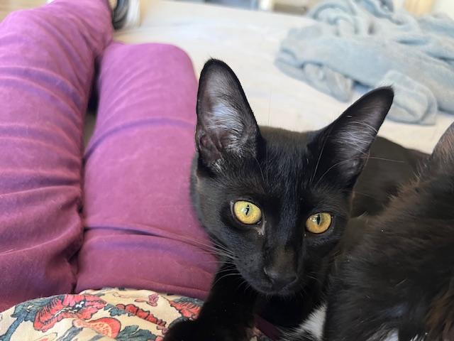 Enlarge Waytt my Handsome Huge Eared Panther, a ADOPTABLE Tabby in Eagle Point, OR image 6/6
