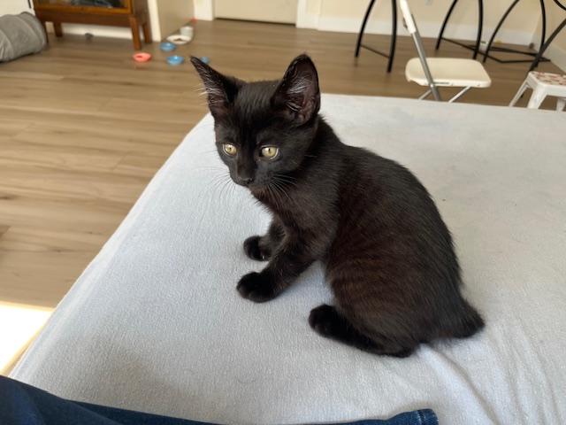 My Handsome Huge Eared Panther, ADOPTABLE, Kitten Male Tabby.