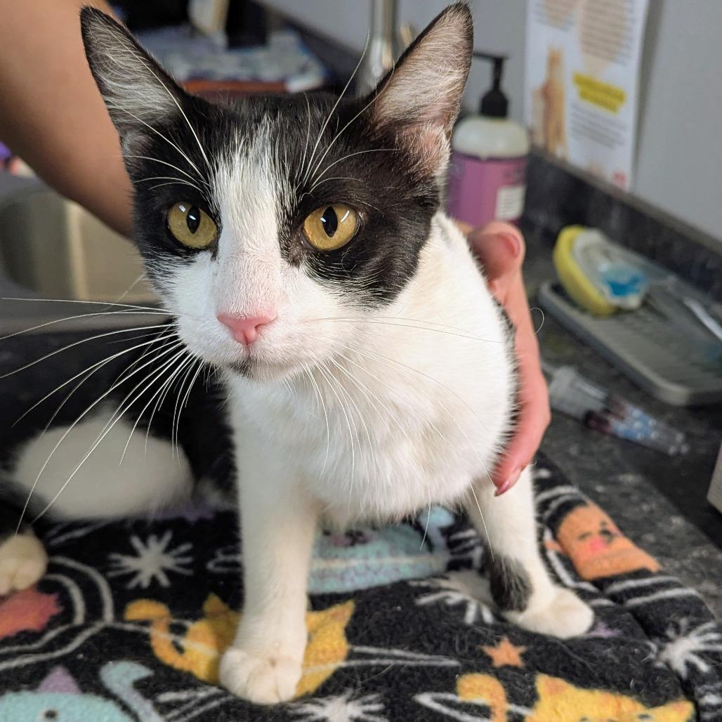 Enlarge February, a Adoptable Domestic Short Hair in Brighton, MO image 1/2