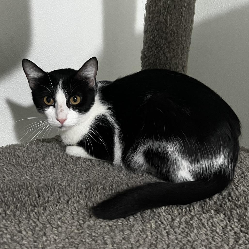 Enlarge February, a Adoptable Domestic Short Hair in Brighton, MO image 2/2