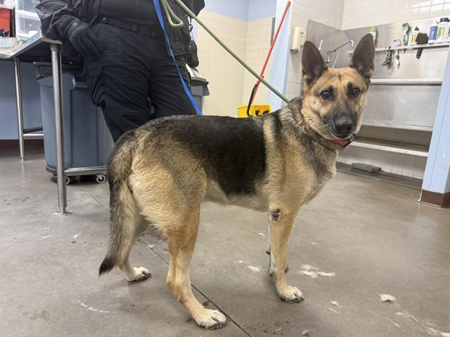 MRS CLOUD, Adoptable, Adult Female German Shepherd Dog & Mixed Breed.