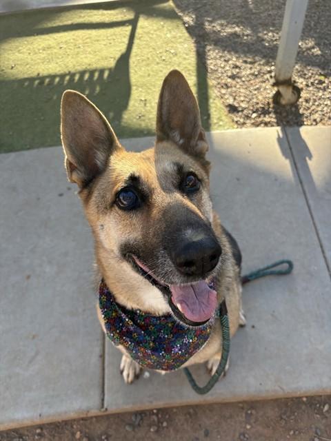 MRS CLOUD, Adoptable, Adult Female German Shepherd Dog & Mixed Breed.