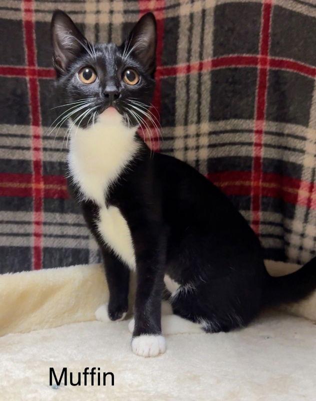 Enlarge Muffin, a Adoptable Tuxedo in Knoxville, TN image 3/3