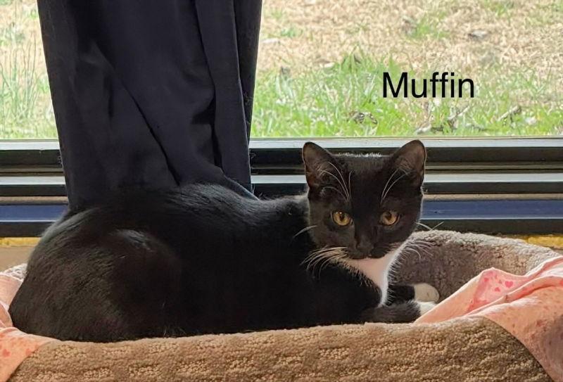 Enlarge Muffin, a Adoptable Tuxedo in Knoxville, TN image 1/3