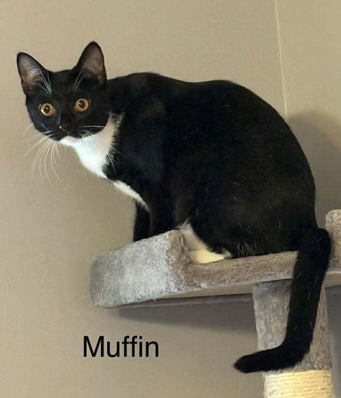 Enlarge Muffin, a Adoptable Tuxedo in Knoxville, TN image 2/3