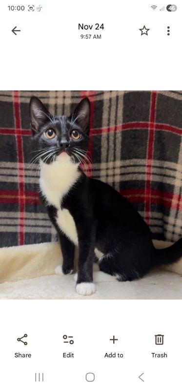 Enlarge Muffin, a Adoptable Tuxedo in Knoxville, TN image 2/3