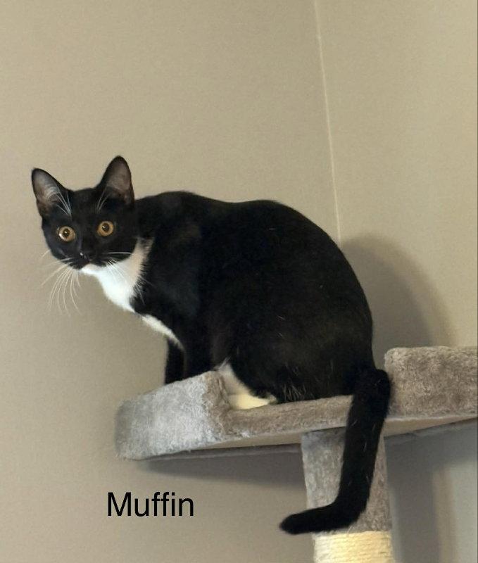 Enlarge Muffin, a Adoptable Tuxedo in Knoxville, TN image 3/3