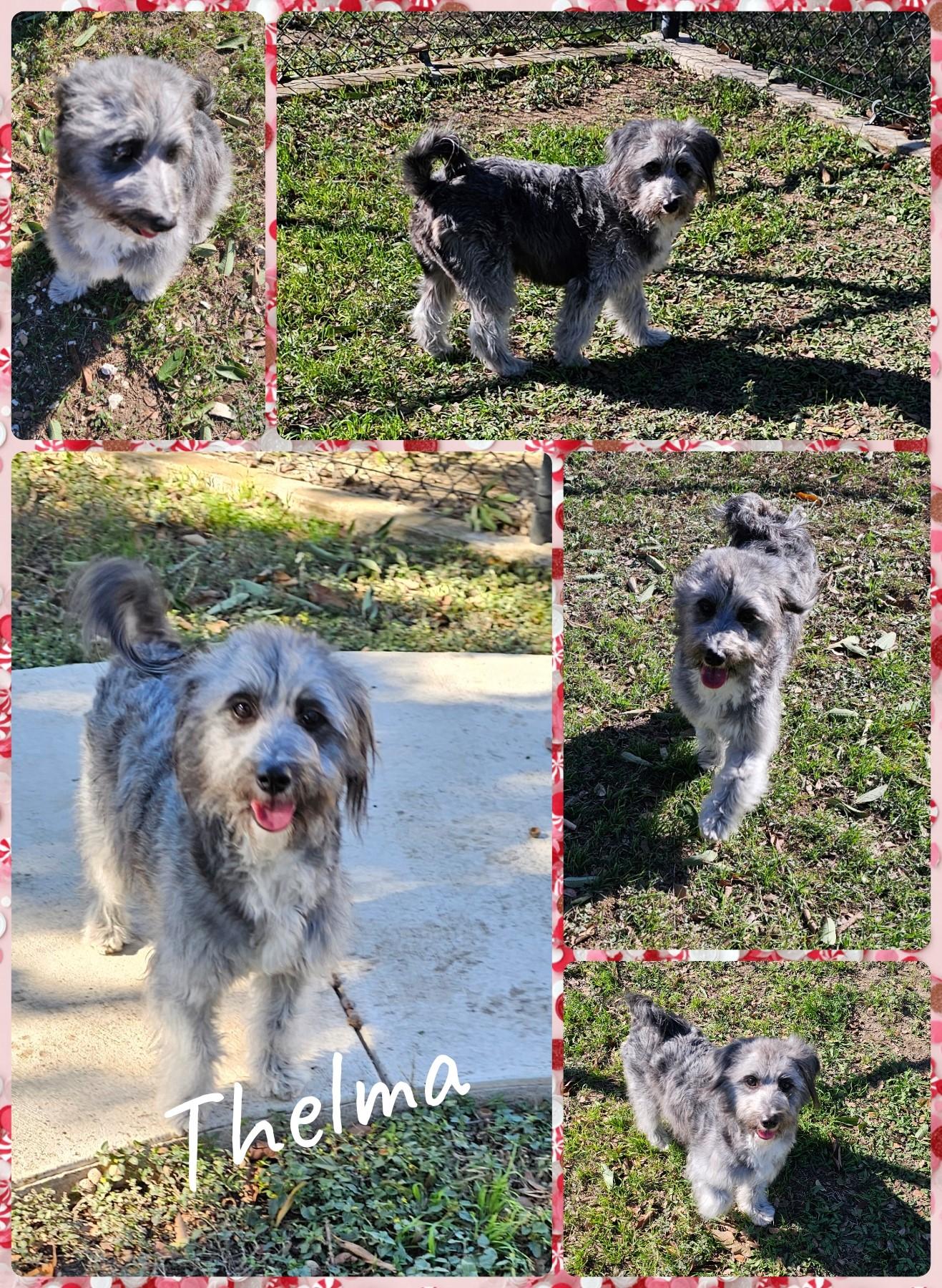 Thelma, ADOPTABLE, Adult Female Schnauzer.