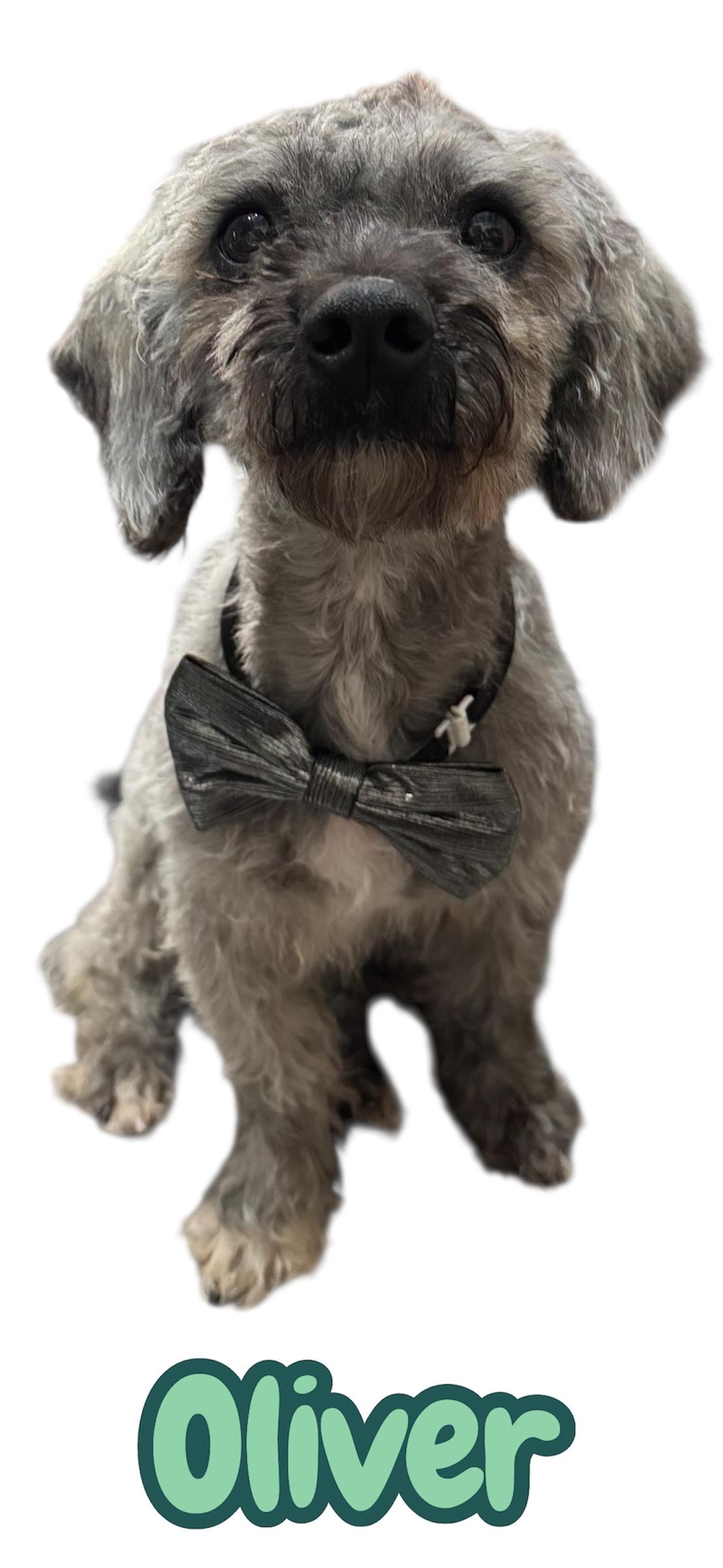 Enlarge Oliver, an adopted Schnoodle in Arlington, TX image 1/1