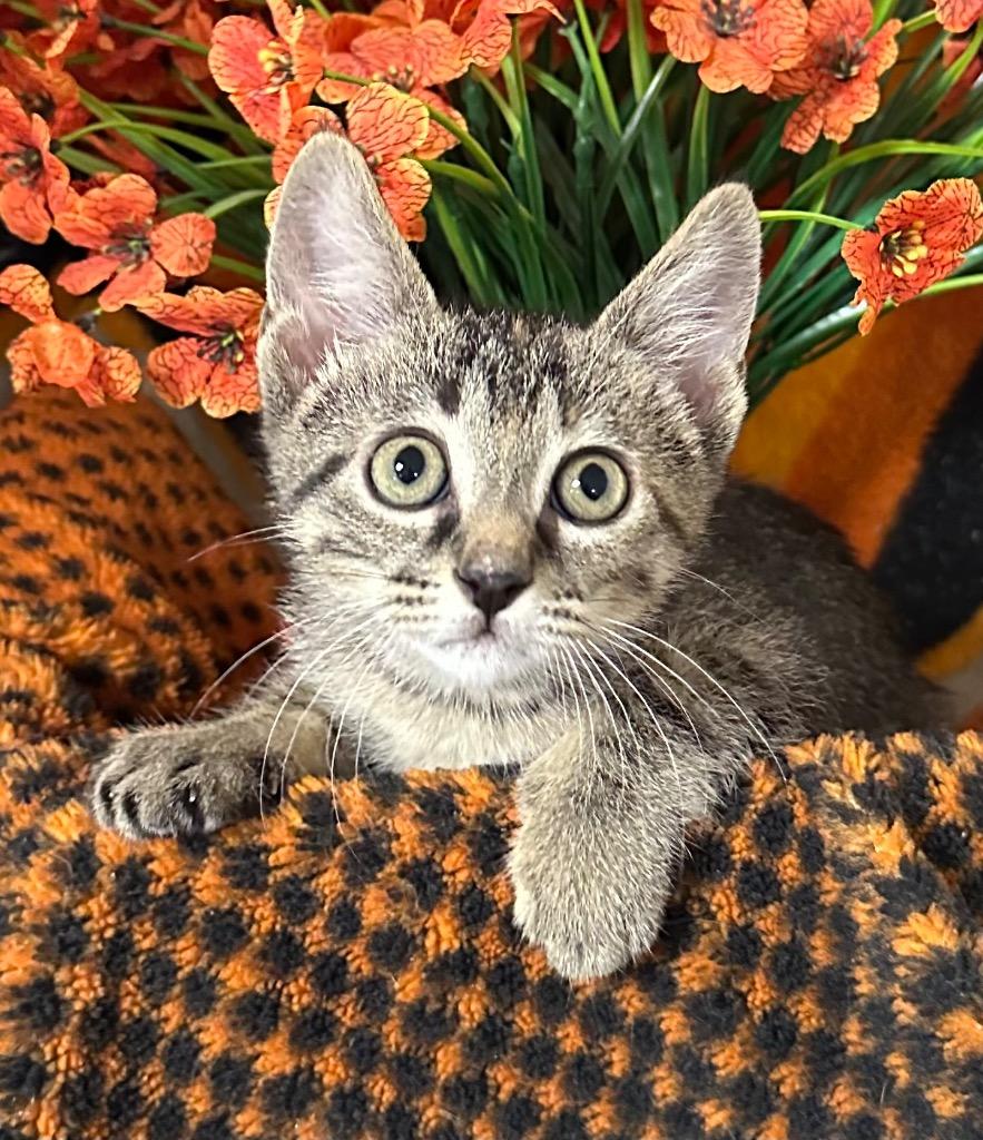 5/1/26 Hattie, Adoptable, Kitten Female Domestic Short Hair.