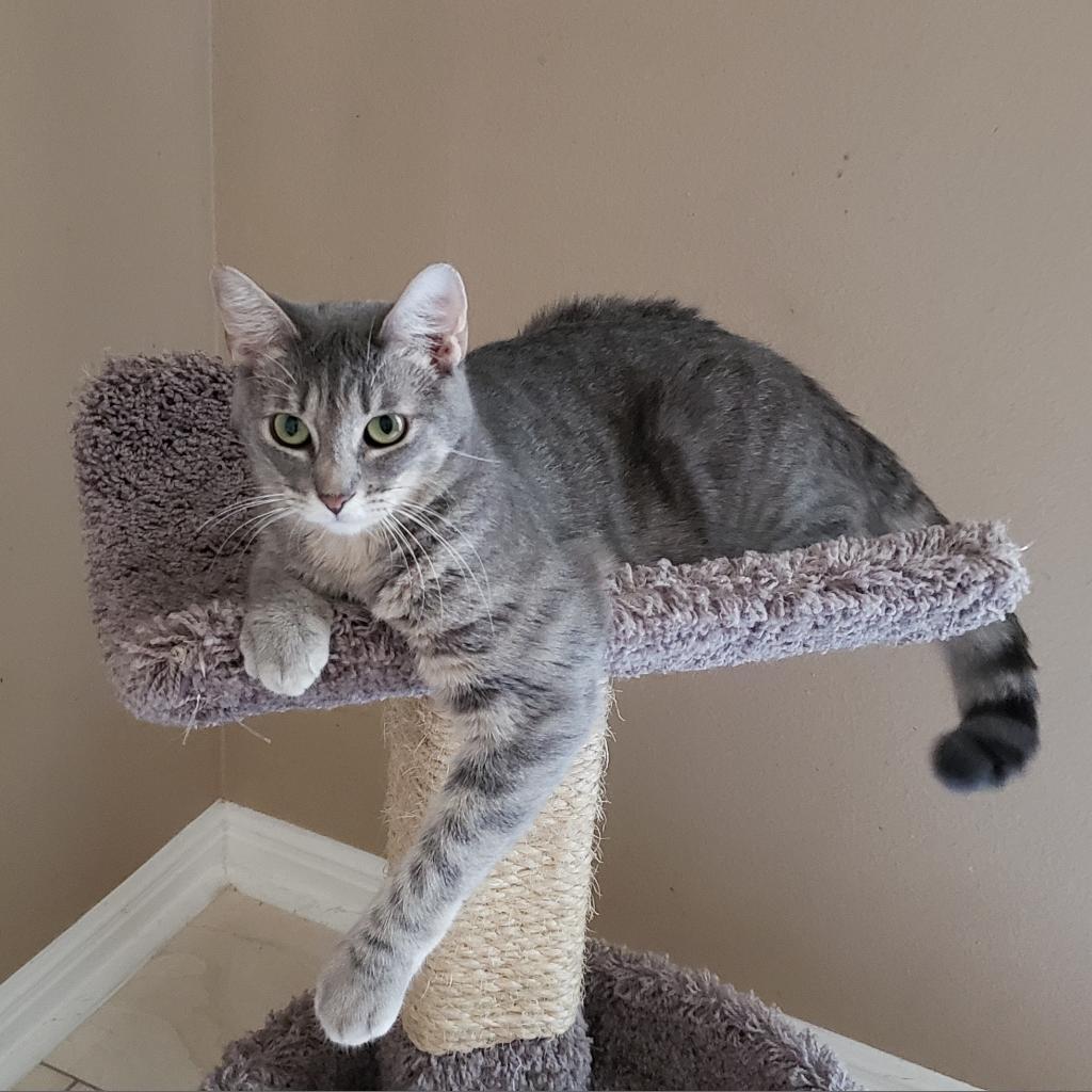 Enlarge Misto, a Adoptable mixed breed in Bulverde, TX image 1/6