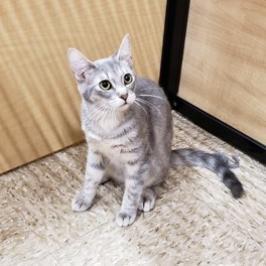 Enlarge Misto, a Adoptable mixed breed in Bulverde, TX image 3/6