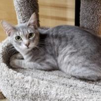 Enlarge Misto, a Adoptable mixed breed in Bulverde, TX image 4/6