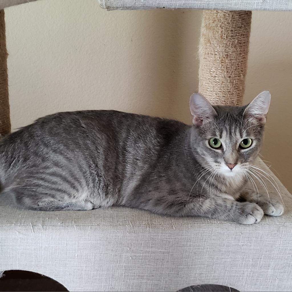 Enlarge Misto, a Adoptable mixed breed in Bulverde, TX image 5/6