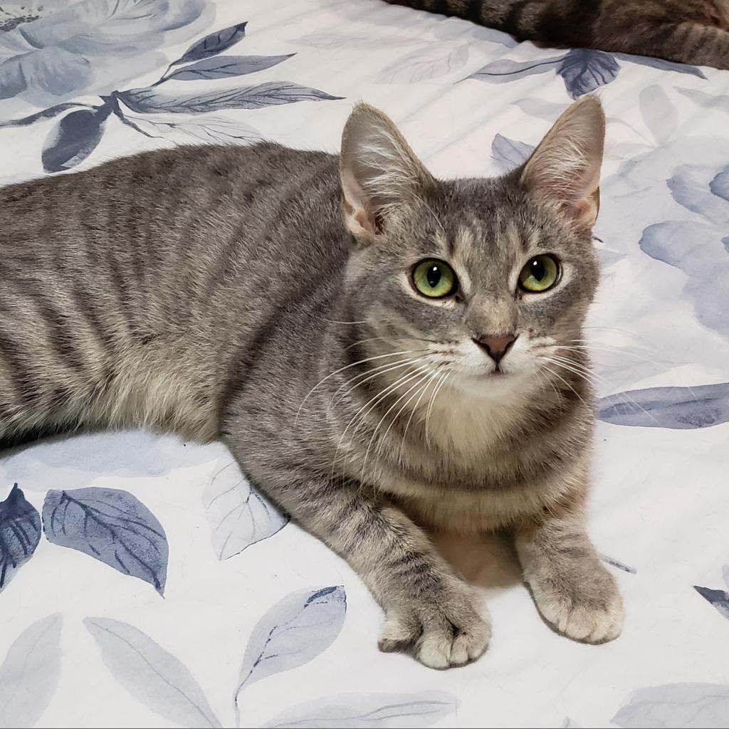 Enlarge Misto, a Adoptable mixed breed in Bulverde, TX image 6/6