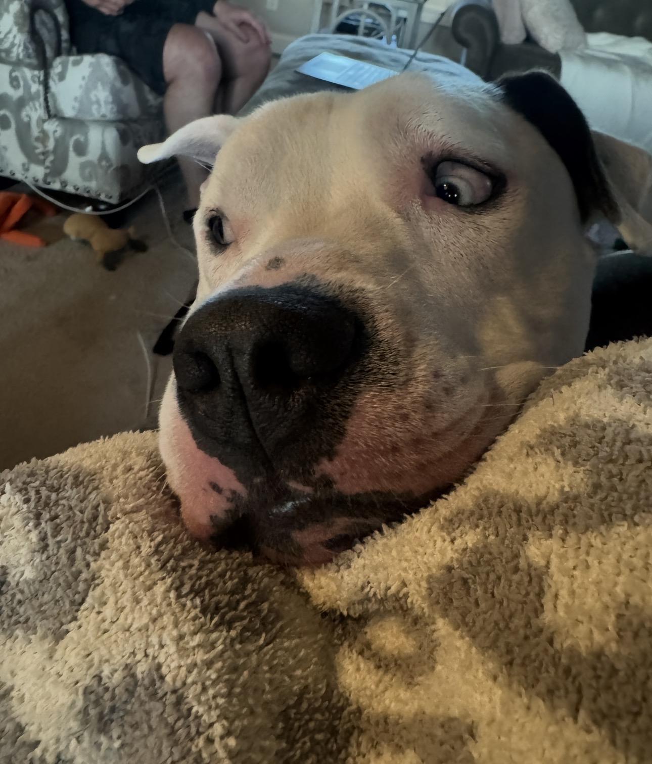 Enlarge Hank, a Adoptable mixed breed in Lima, OH image 6/6