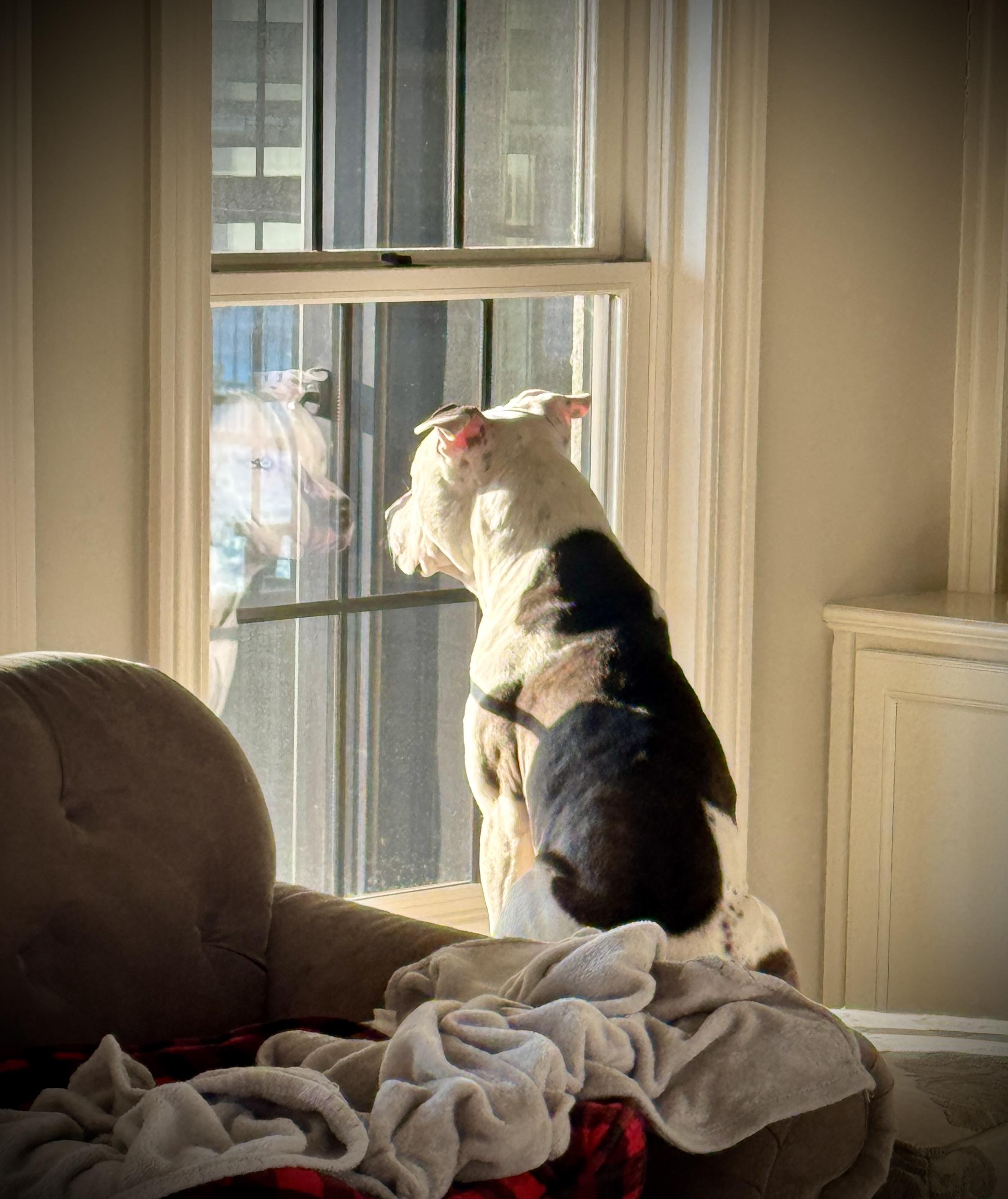 Enlarge Hank, a ADOPTABLE mixed breed in Lima, OH image 3/4