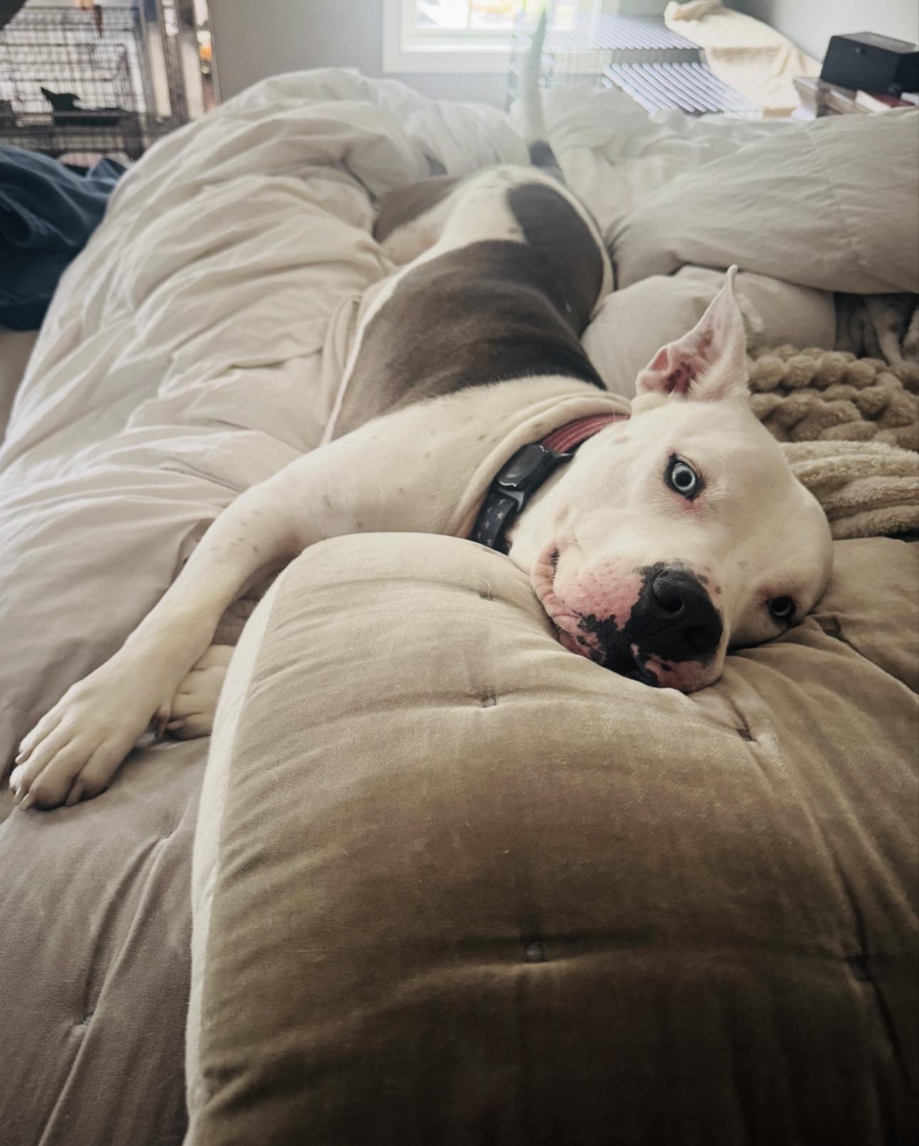 Hank, Adoptable, Young Male American Bulldog & American Staffordshire Terrier.
