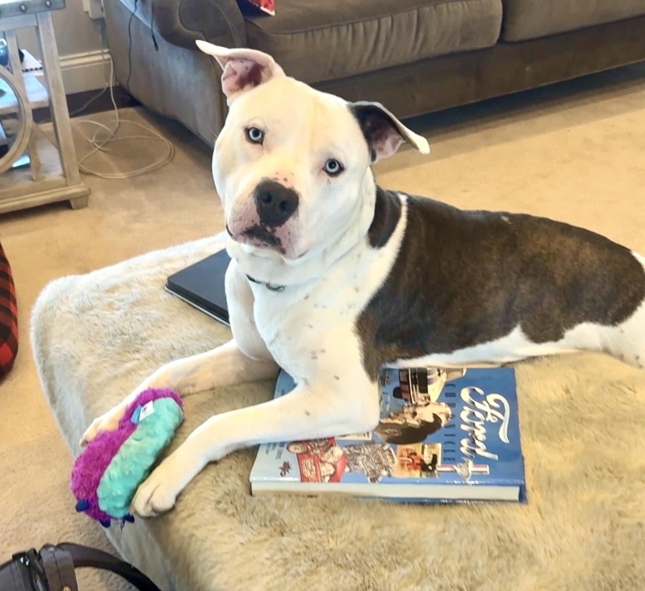 Enlarge Hank, a ADOPTABLE mixed breed in Lima, OH image 1/4