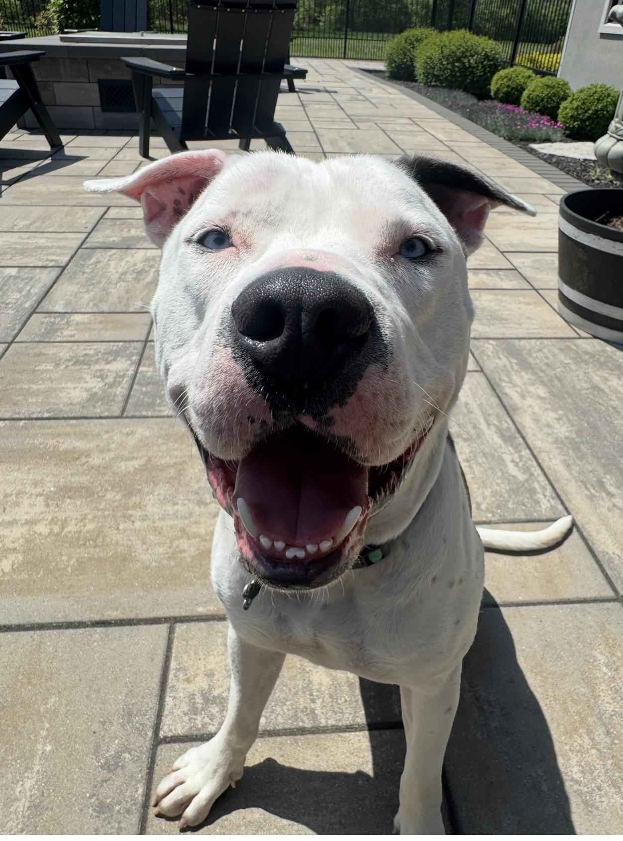 Enlarge Hank, a Adoptable mixed breed in Lima, OH image 5/6