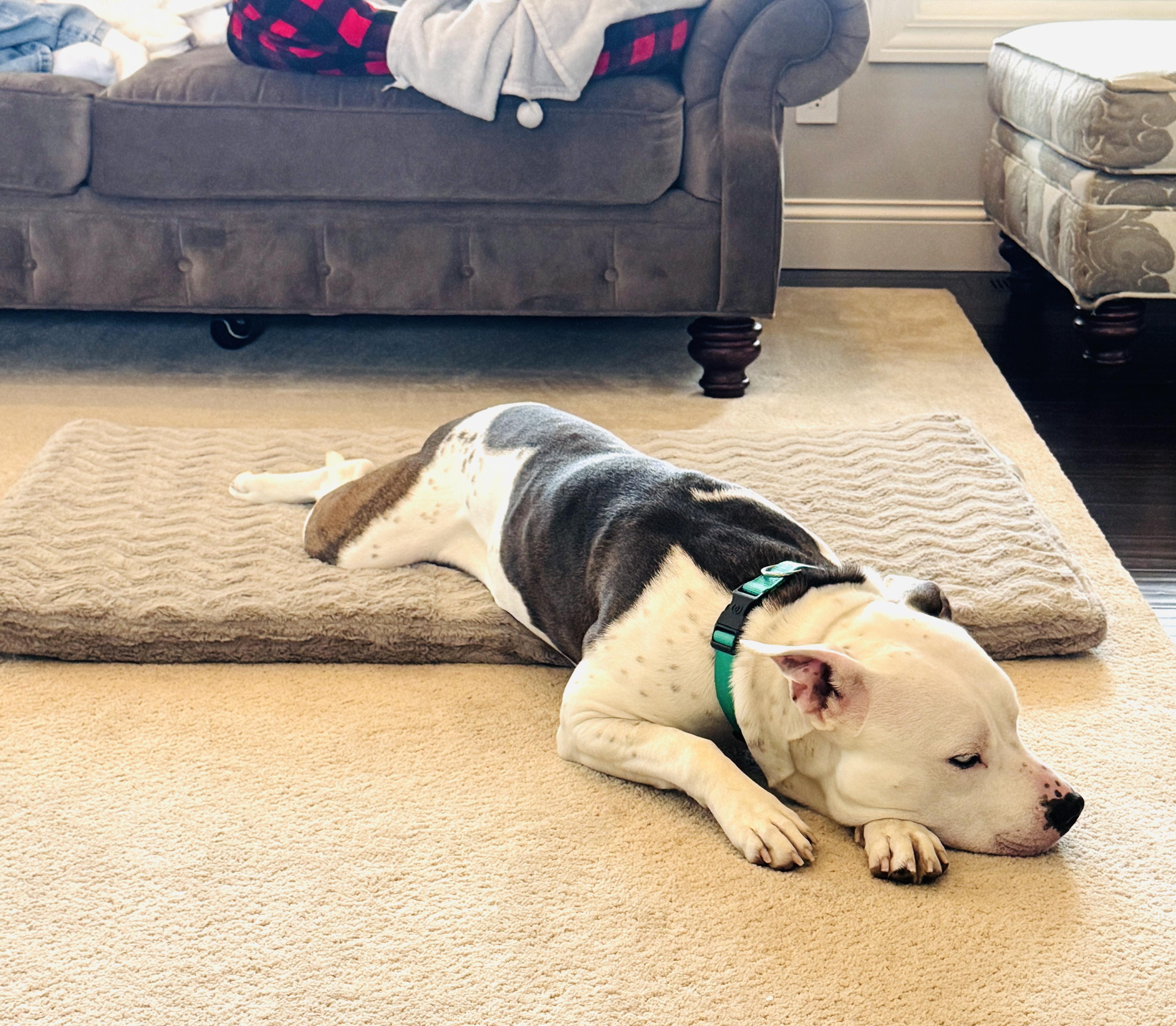 Enlarge Hank, a ADOPTABLE mixed breed in Lima, OH image 4/4