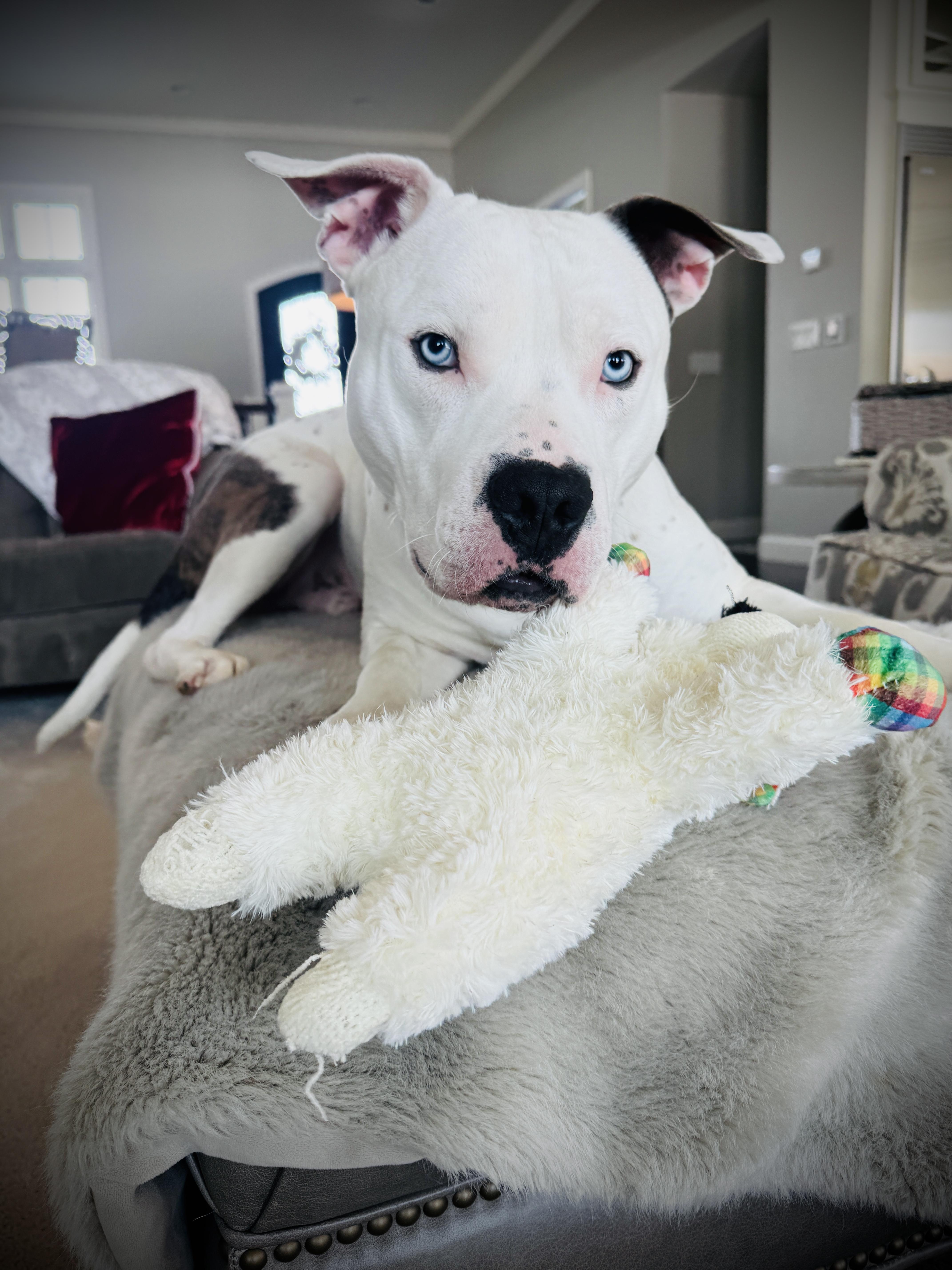 Hank, ADOPTABLE, Adult Male American Staffordshire Terrier & American Bulldog.