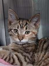 Enlarge WINDY, a ADOPTABLE mixed breed in Seymour, IN image 2/2