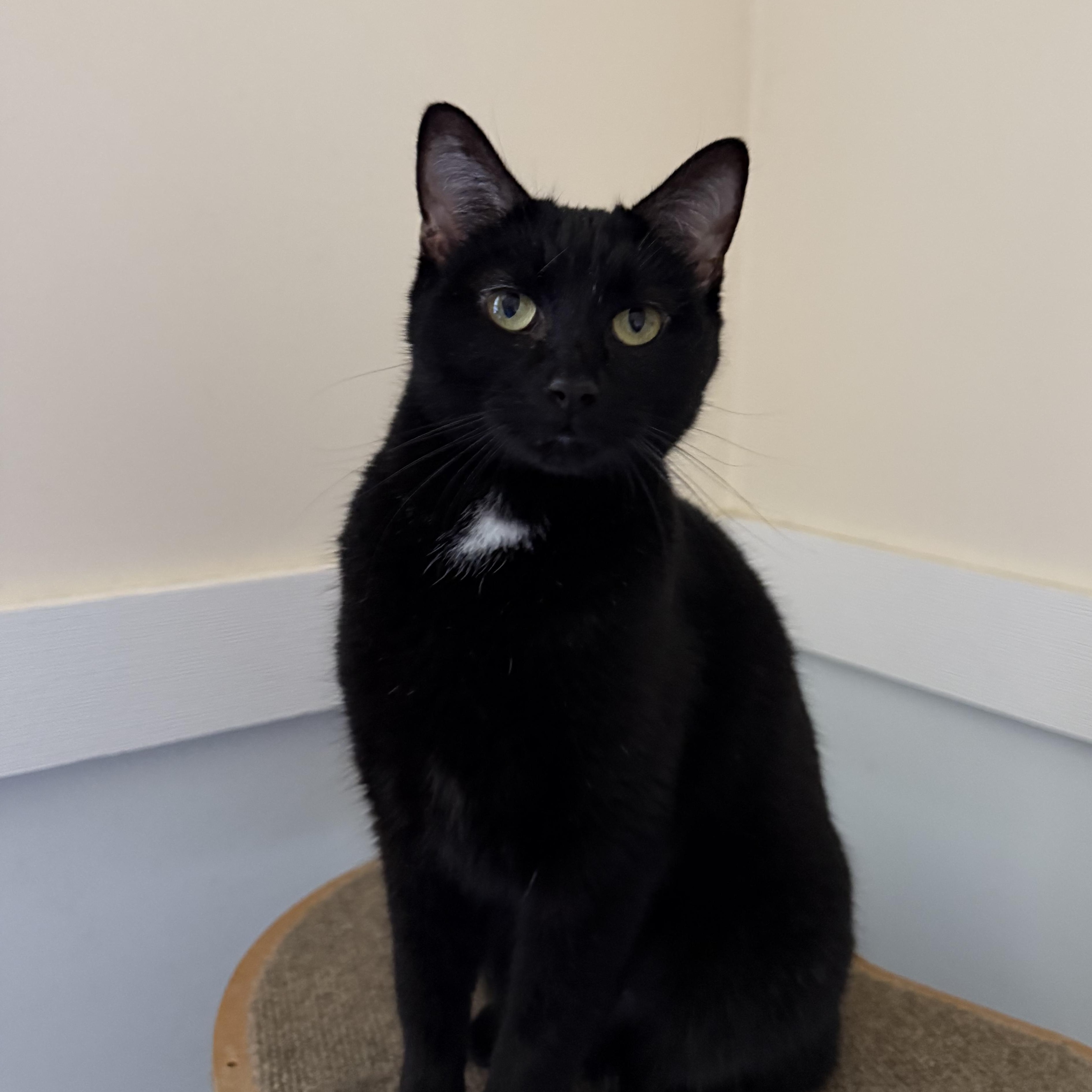 Scarlett thumbnail 3