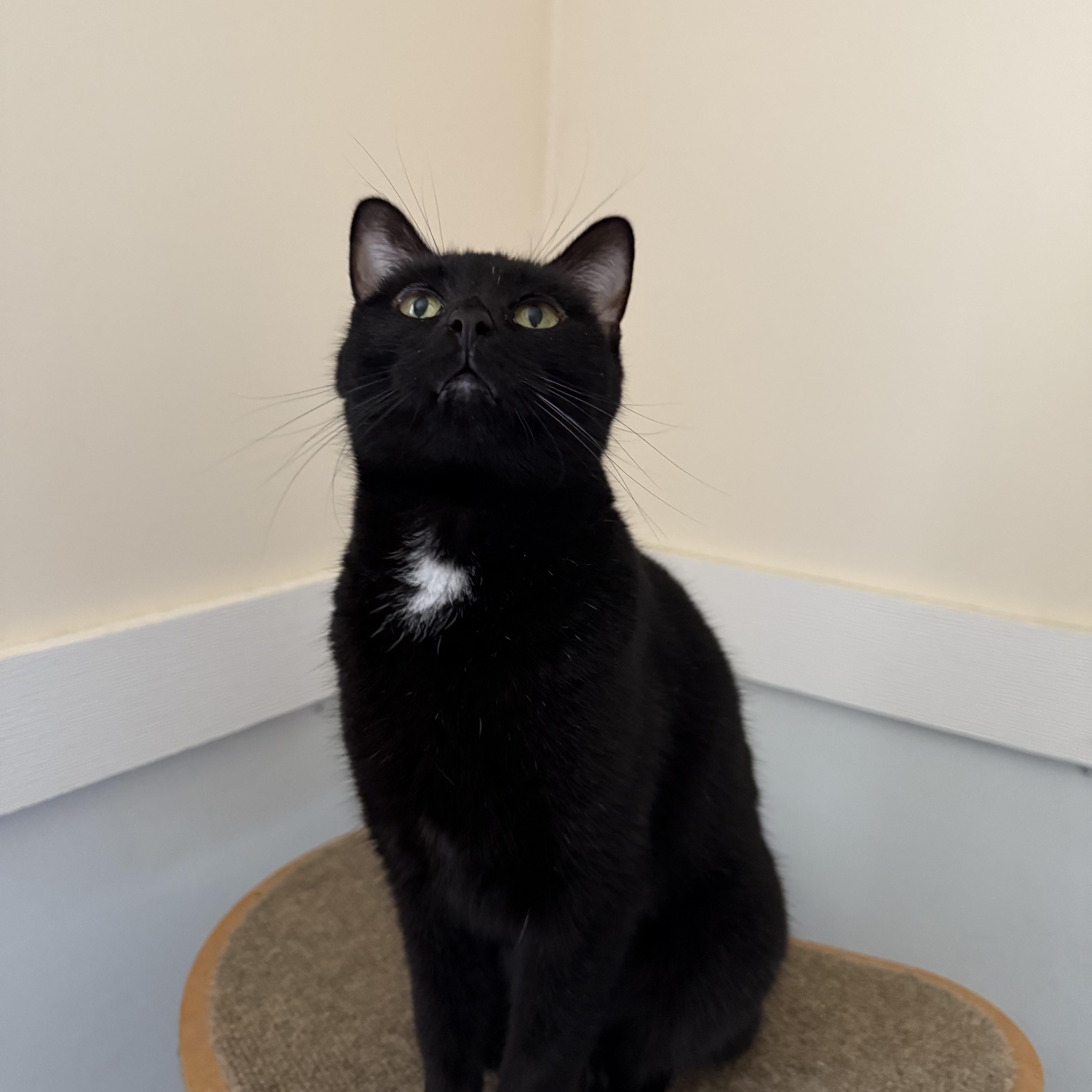 Scarlett thumbnail 2