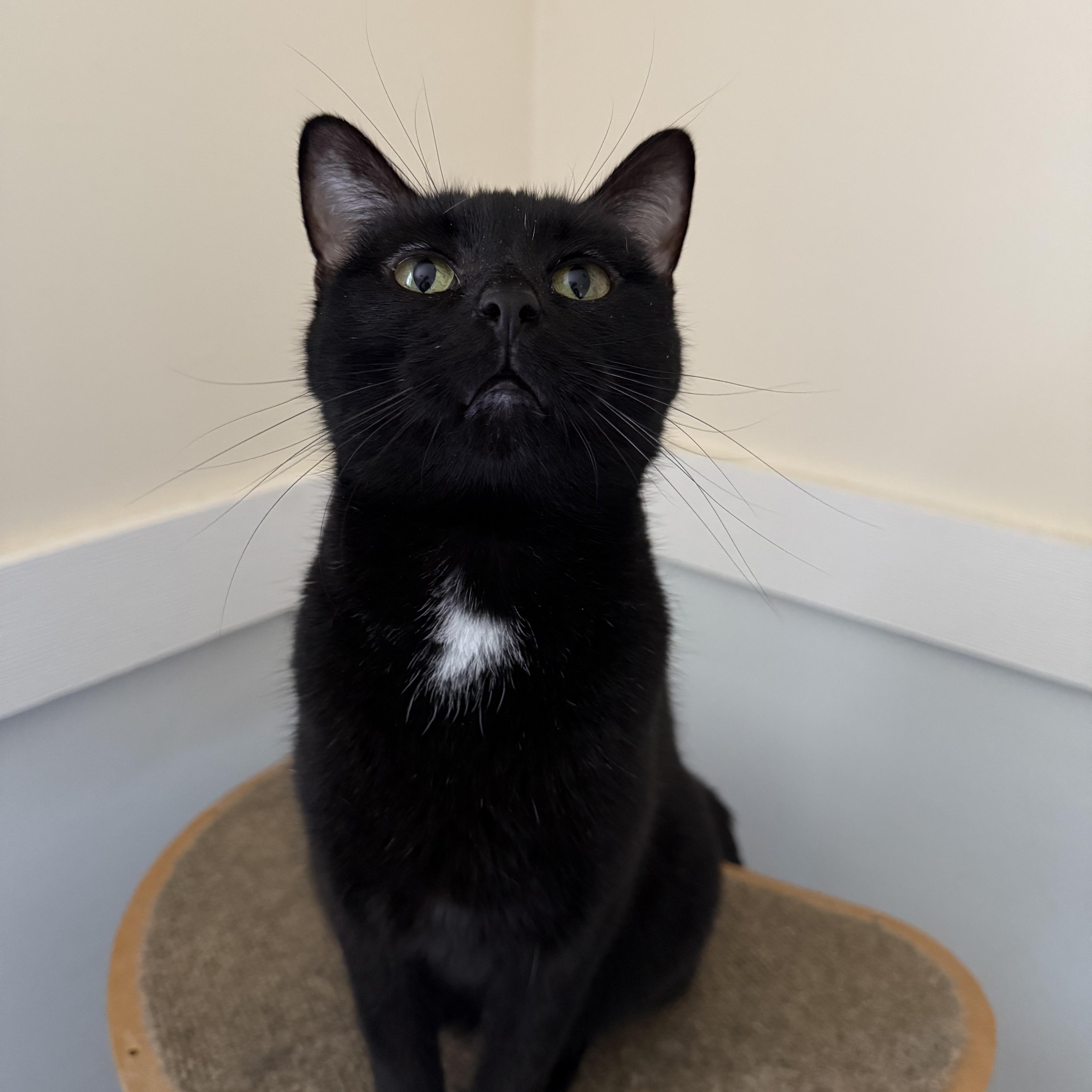 Scarlett, a Adoptable Domestic Short Hair in Lincoln, IL image 1/3