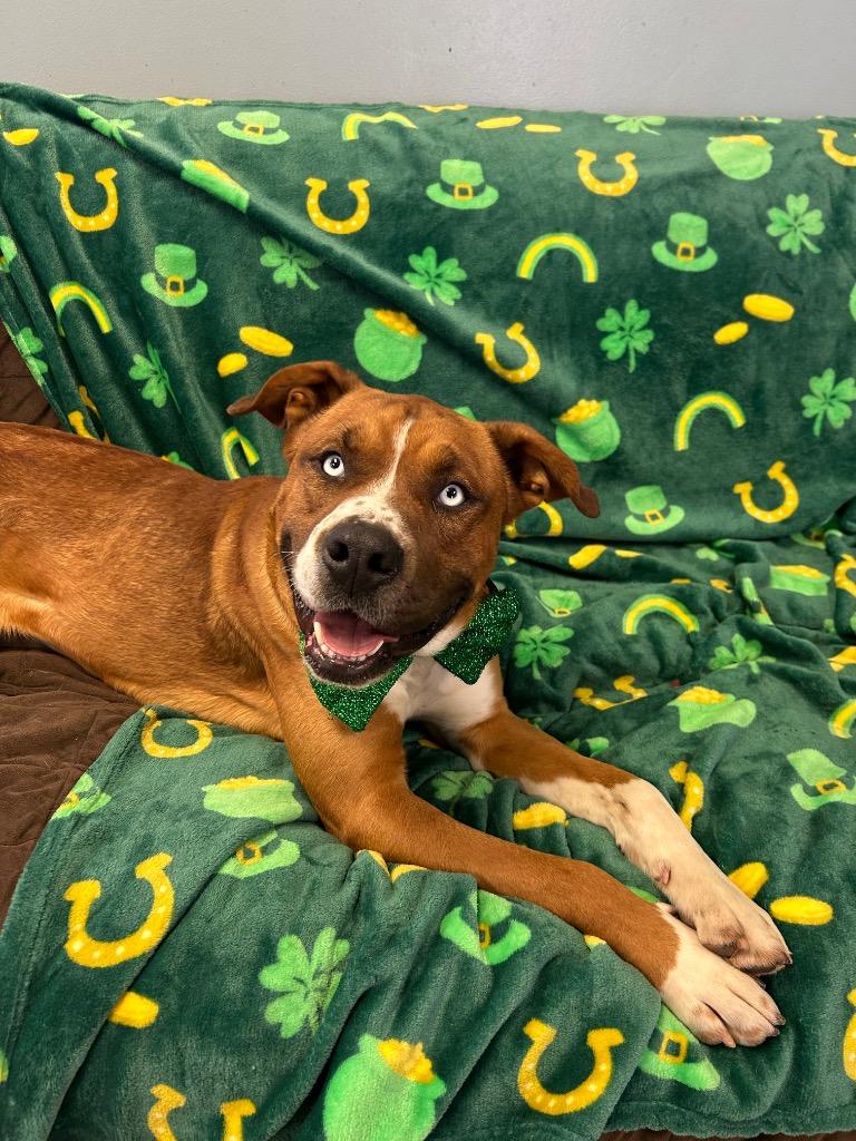 Enlarge Moose, a Adoptable mixed breed in Marion, OH image 1/3