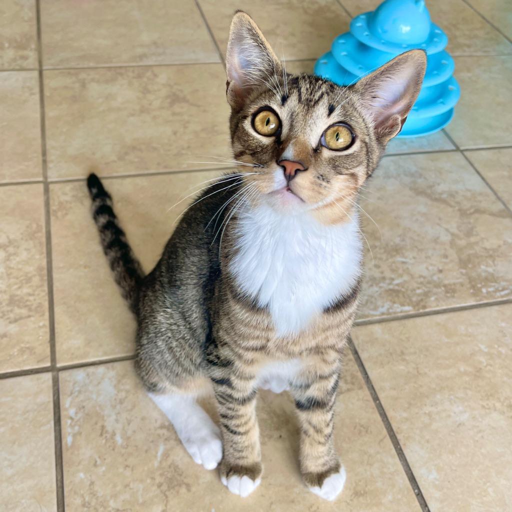 Calvin, a Adoptable mixed breed in Cambria, CA image 1/6