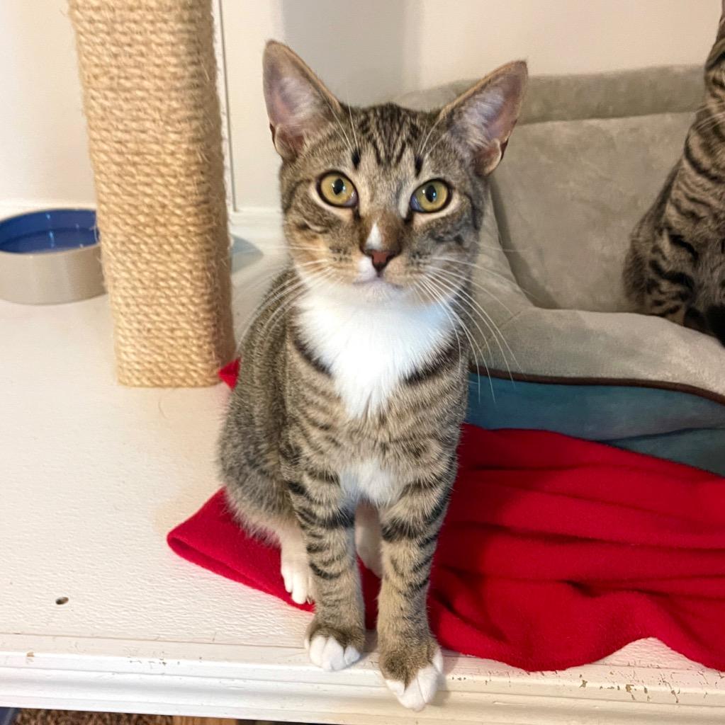 Calvin, a Adoptable mixed breed in Cambria, CA image 3/6