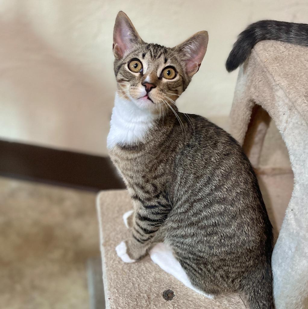 Calvin, a Adoptable mixed breed in Cambria, CA image 4/6