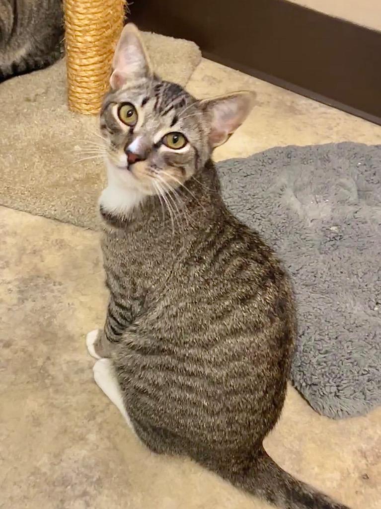 Calvin, a Adoptable mixed breed in Cambria, CA image 6/6