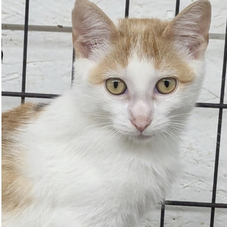 Enlarge Albus, a Adoptable Domestic Short Hair in Hollister, MO image 1/1