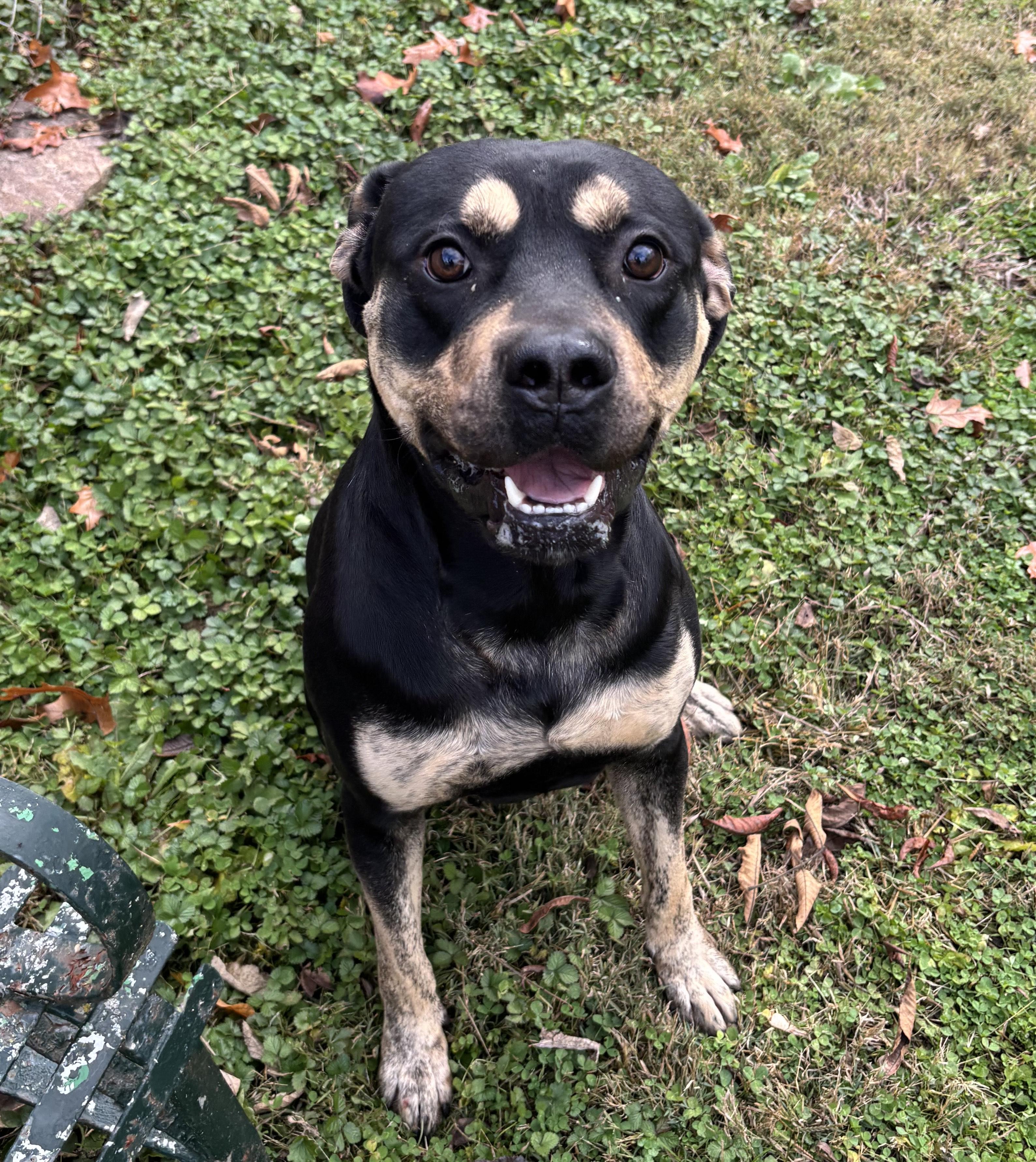 Enlarge Everest, a ADOPTABLE mixed breed in Circleville, OH image 1/3