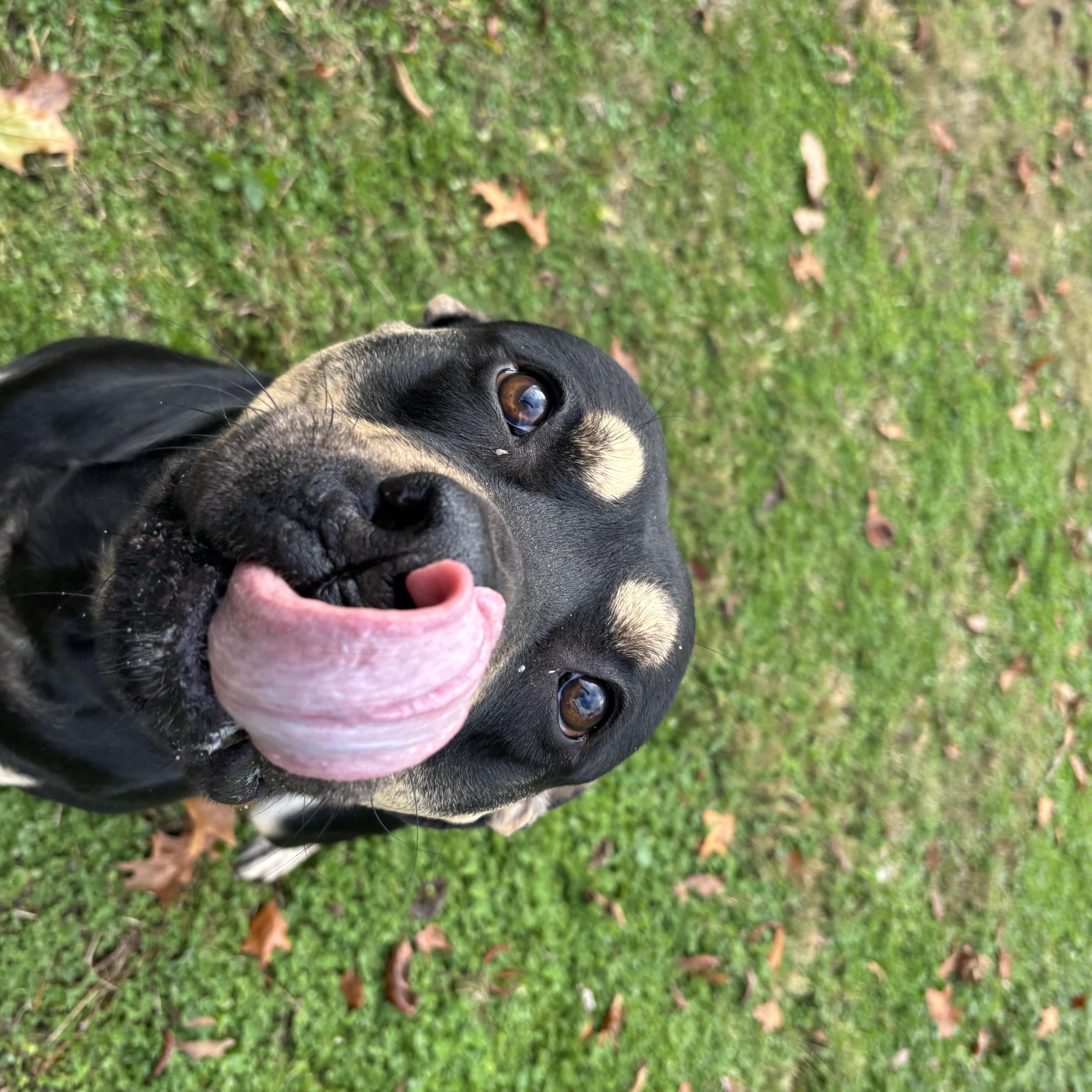 Enlarge Everest, a ADOPTABLE mixed breed in Circleville, OH image 2/3