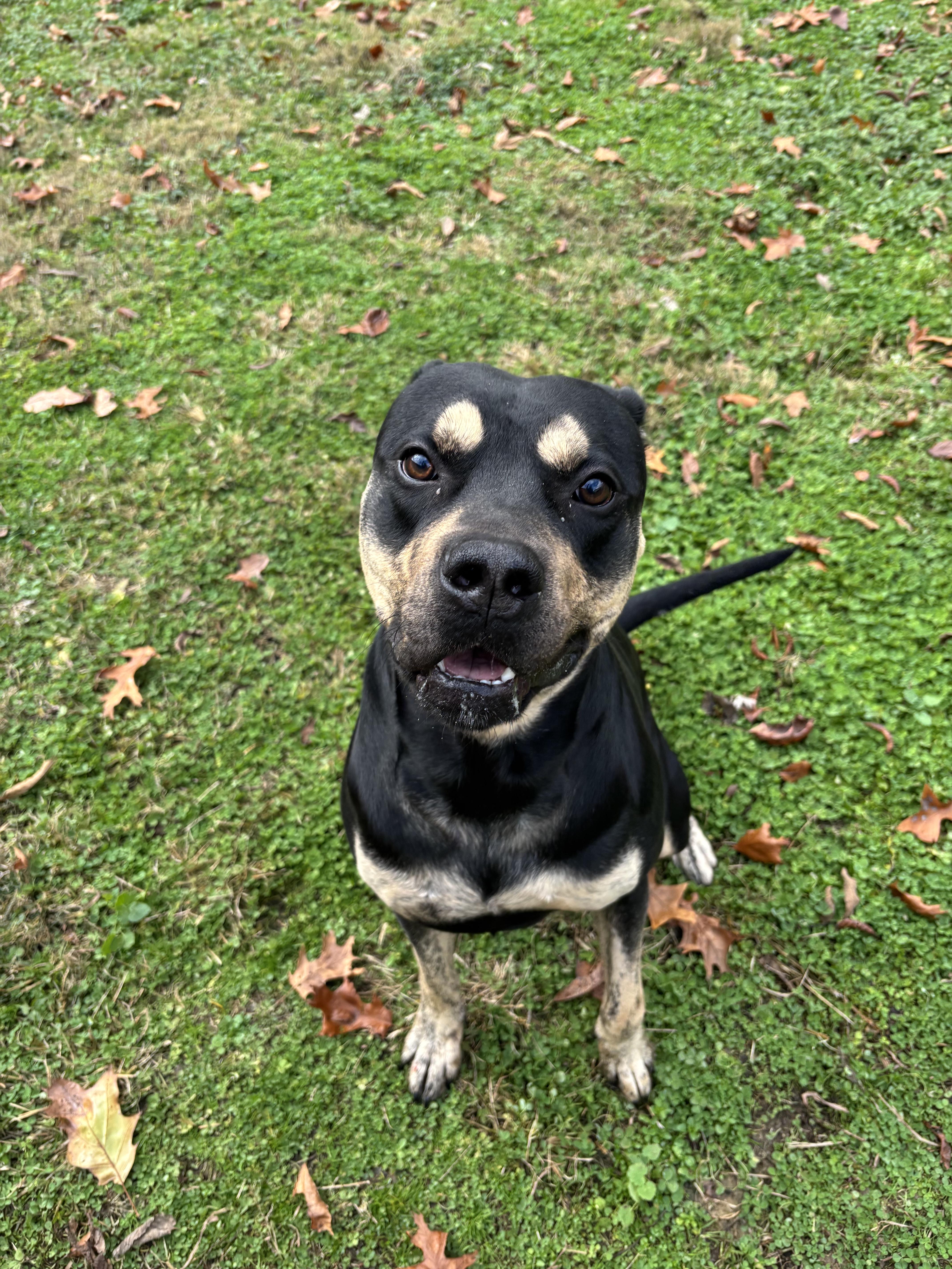 Enlarge Everest, a ADOPTABLE mixed breed in Circleville, OH image 3/3